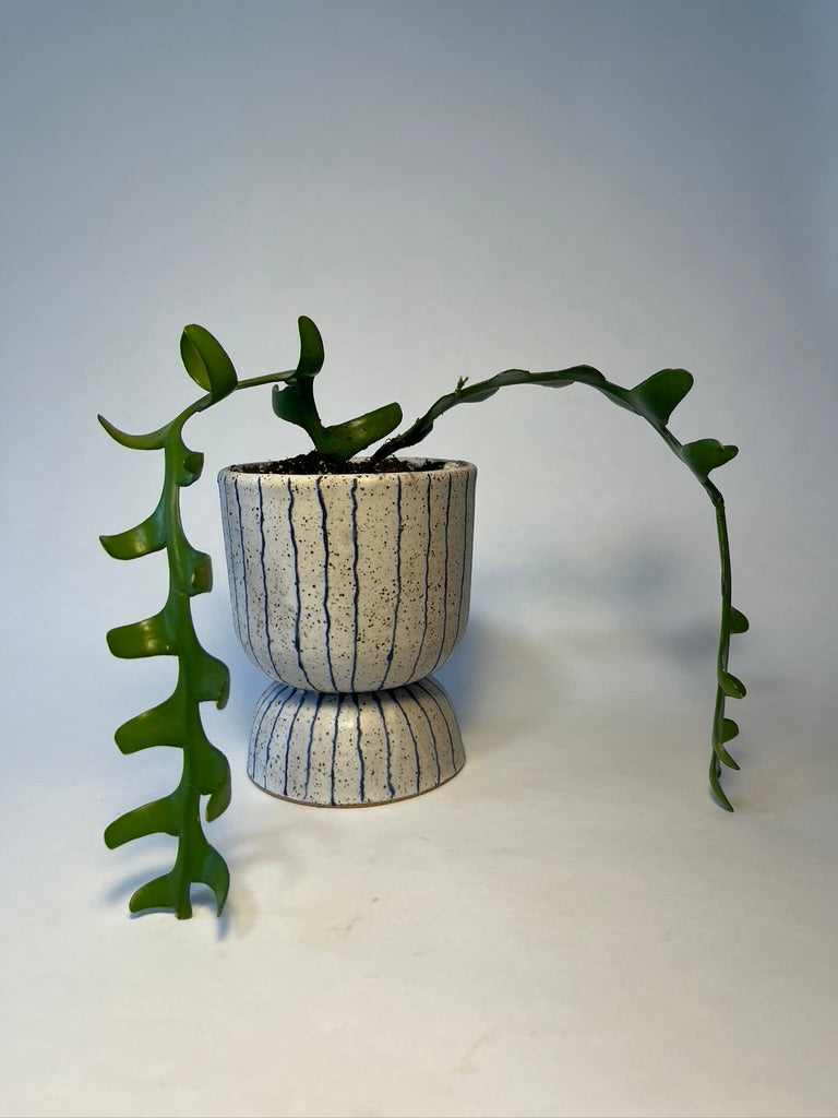 striped planter